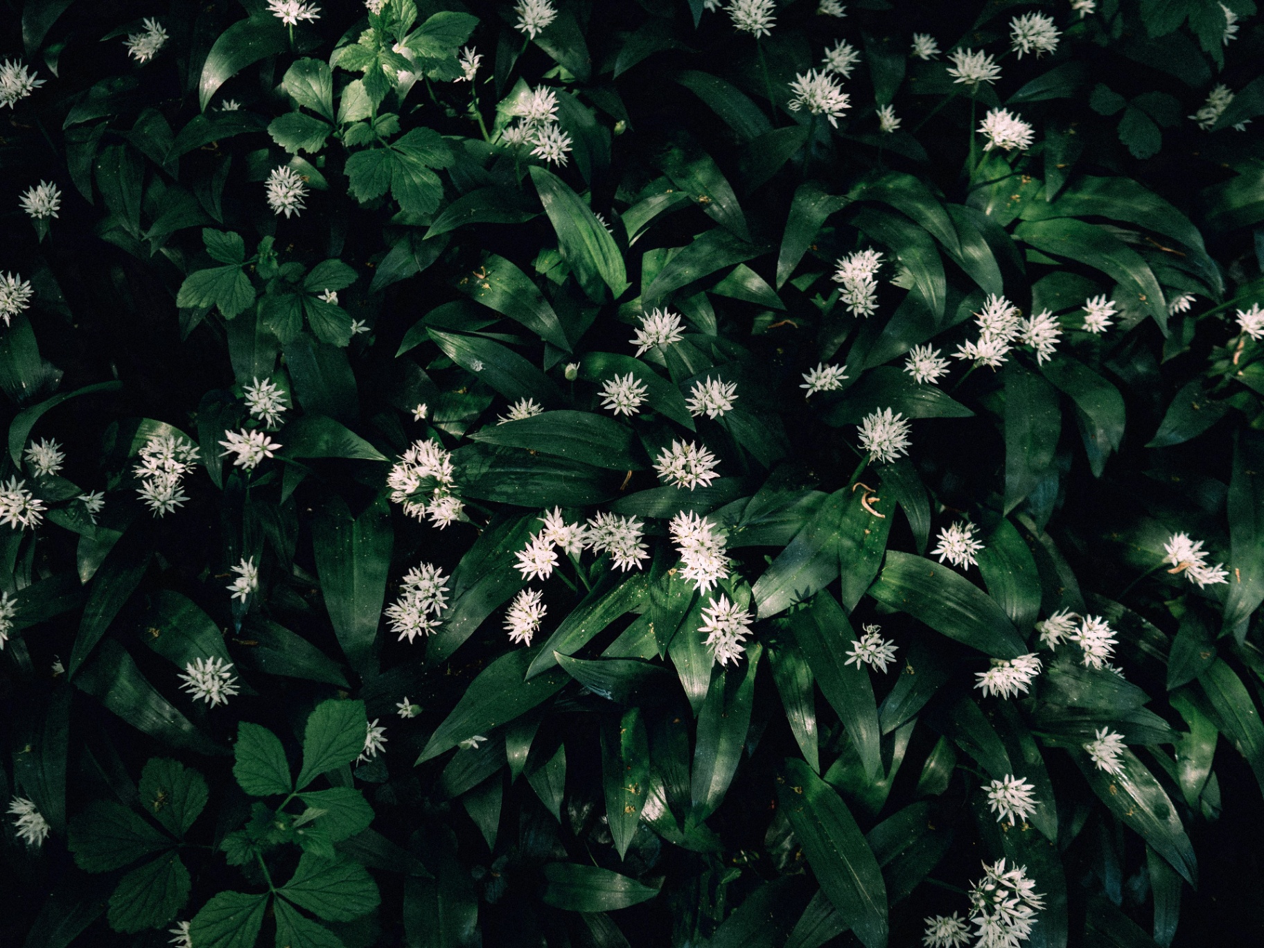 Dark green foliage with small white star-shaped flowers